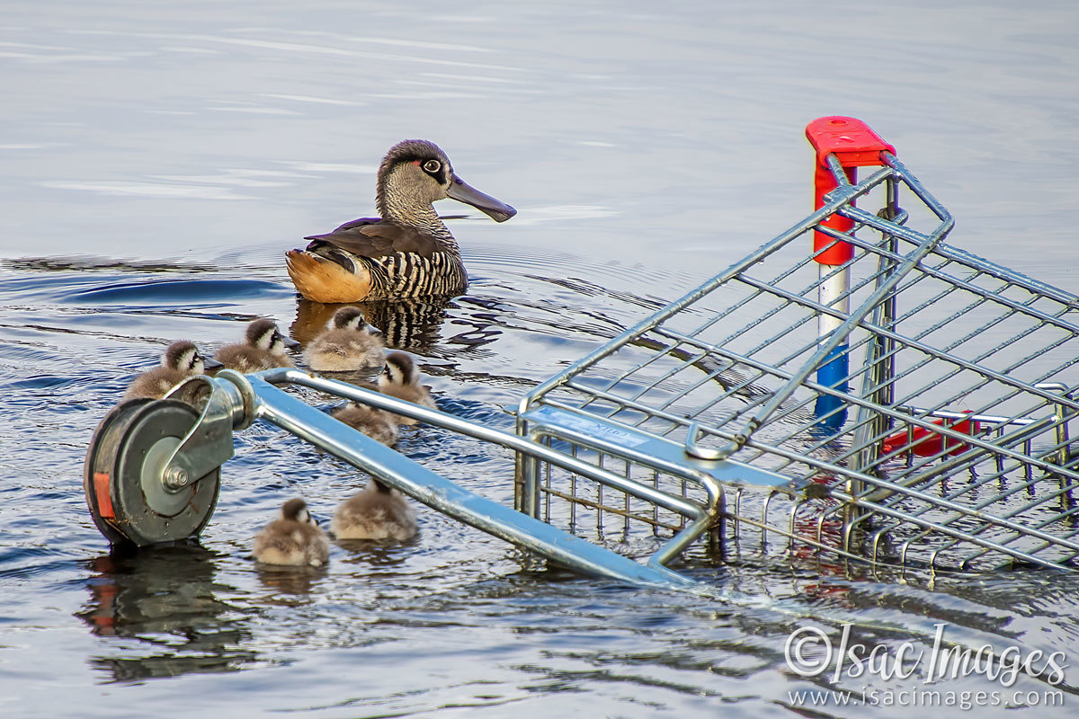 Click image for larger version

Name:	1049-Pink_Eared_Ducks_Family.jpg
Views:	53
Size:	296.5 KB
ID:	502441