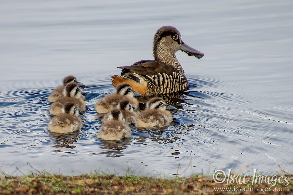 Click image for larger version

Name:	1043-Pink_Eared_Ducks_Family.jpg
Views:	53
Size:	306.0 KB
ID:	502443
