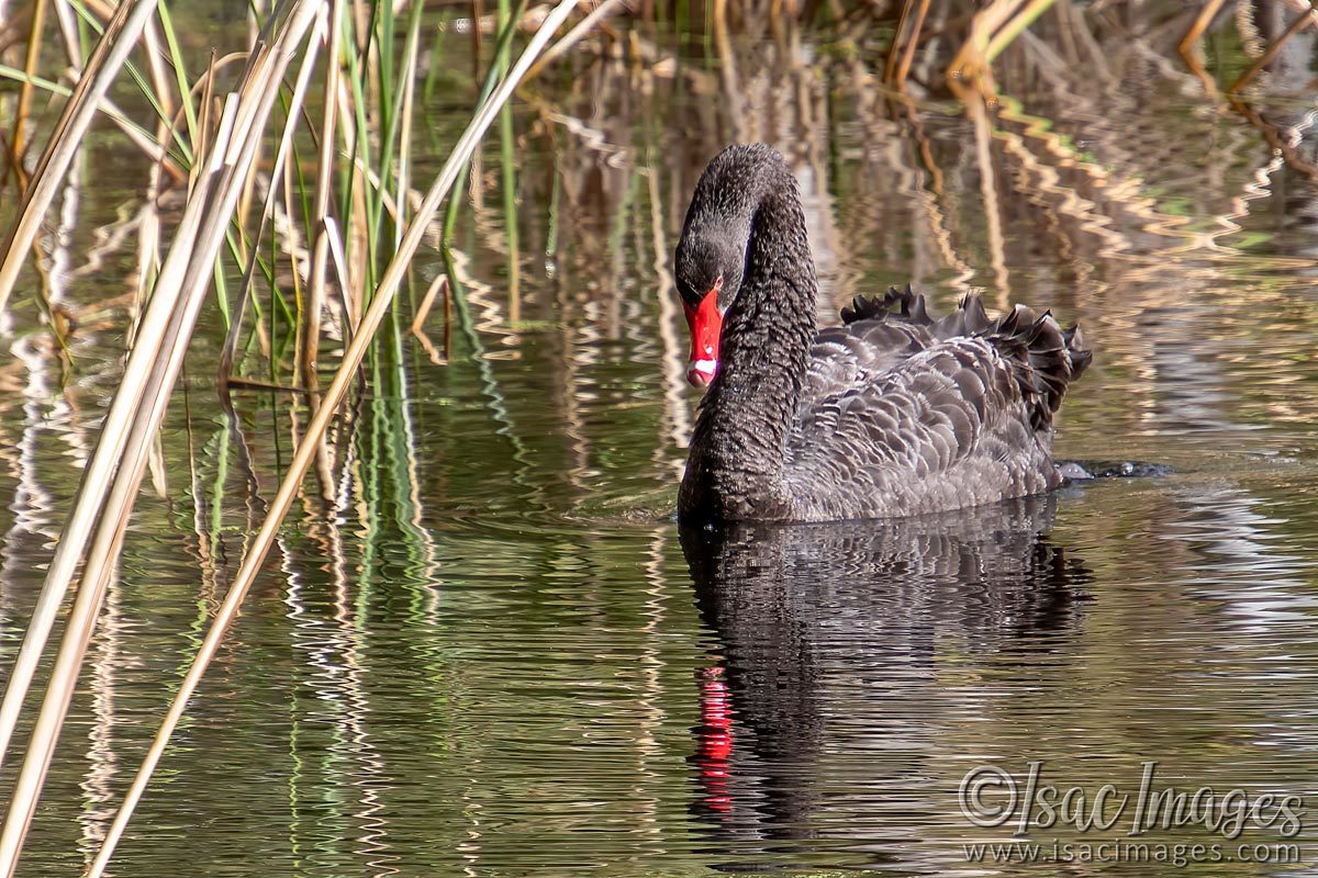 Click image for larger version

Name:	0998-Swan.jpg
Views:	51
Size:	263.2 KB
ID:	502453