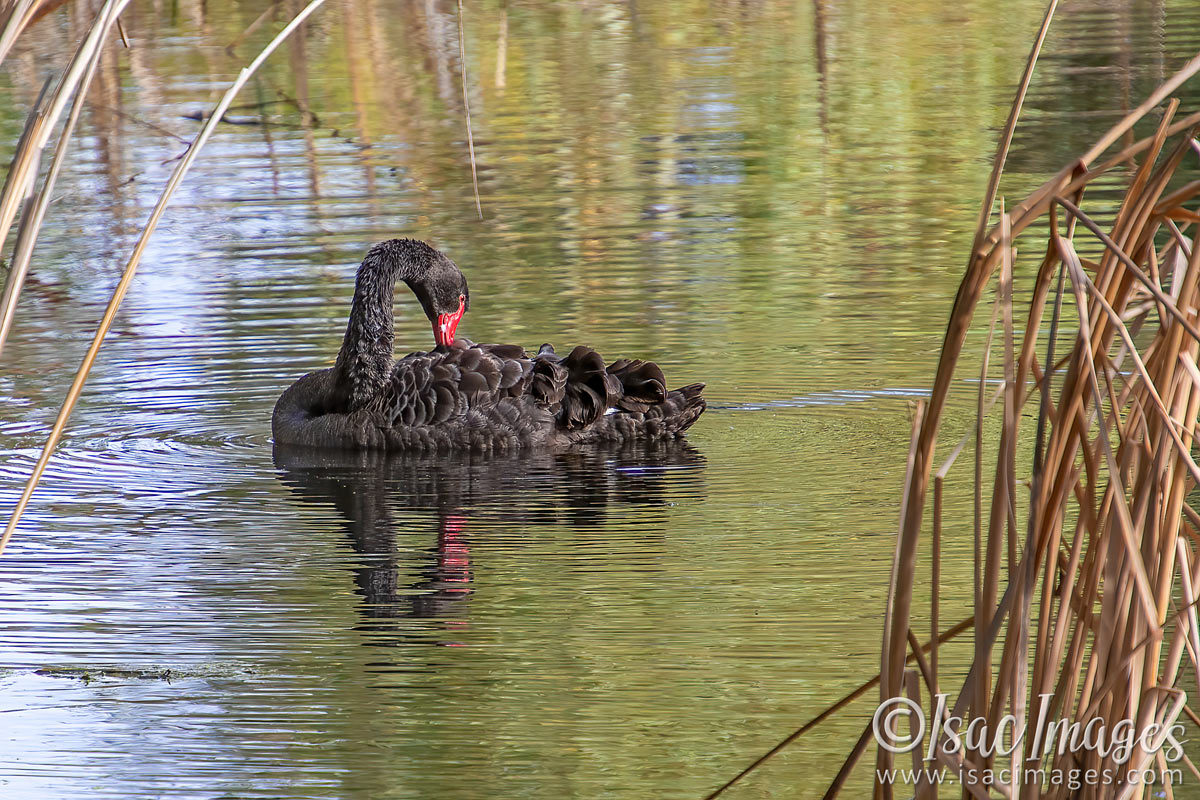 Click image for larger version

Name:	0995-Swan.jpg
Views:	48
Size:	300.1 KB
ID:	502454