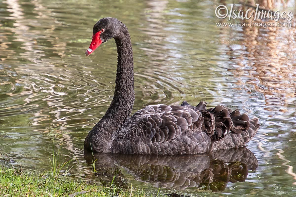 Click image for larger version

Name:	1021-Swan.jpg
Views:	49
Size:	273.7 KB
ID:	502455