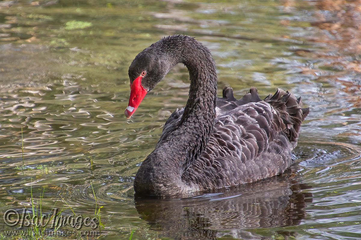 Click image for larger version

Name:	1016-Swan.jpg
Views:	52
Size:	297.3 KB
ID:	502456