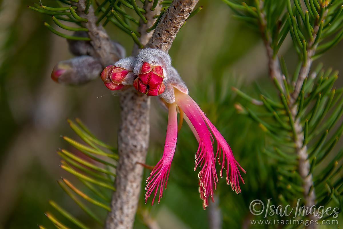 Click image for larger version

Name:	1039-One_Sided_Bottlebrush.jpg
Views:	67
Size:	112.3 KB
ID:	502458