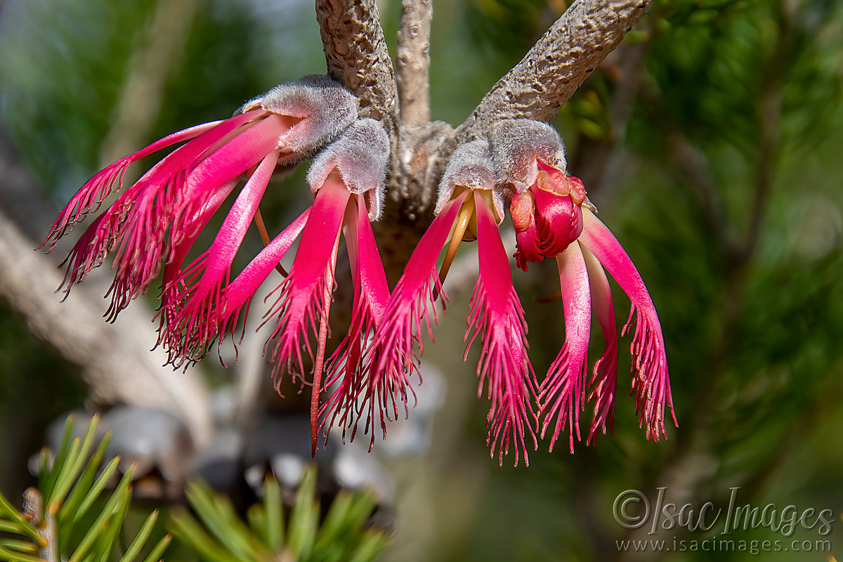 Click image for larger version

Name:	0887-One_Sided_Bottlebrush.jpg
Views:	64
Size:	309.9 KB
ID:	502459