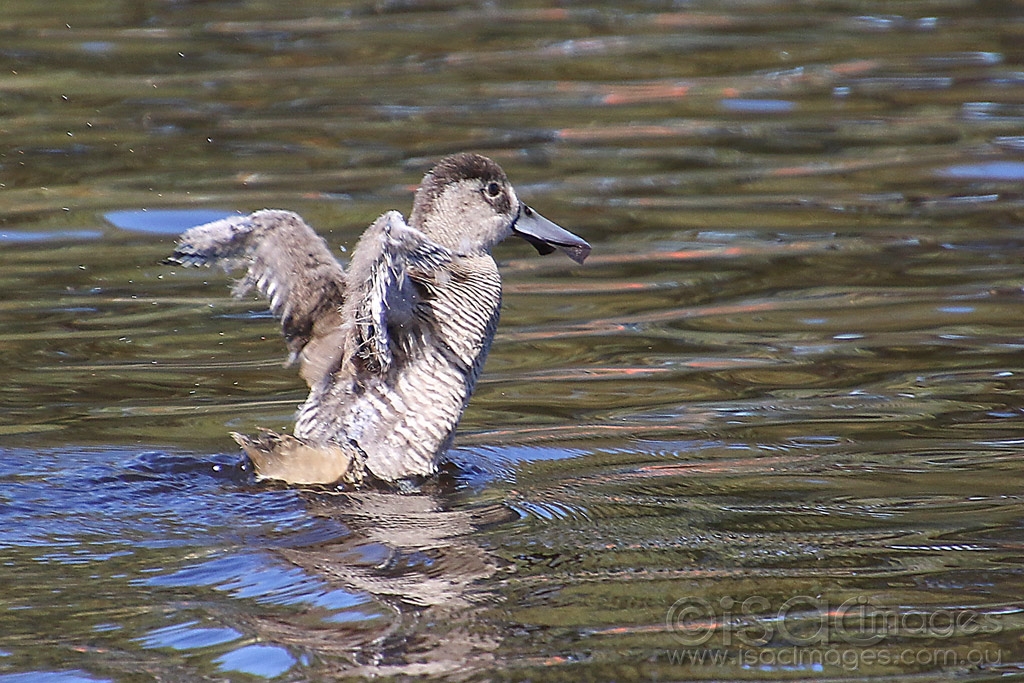 Click image for larger version

Name:	0691-Pink_Eared_Duck_Juvenile.jpg
Views:	59
Size:	546.3 KB
ID:	473817