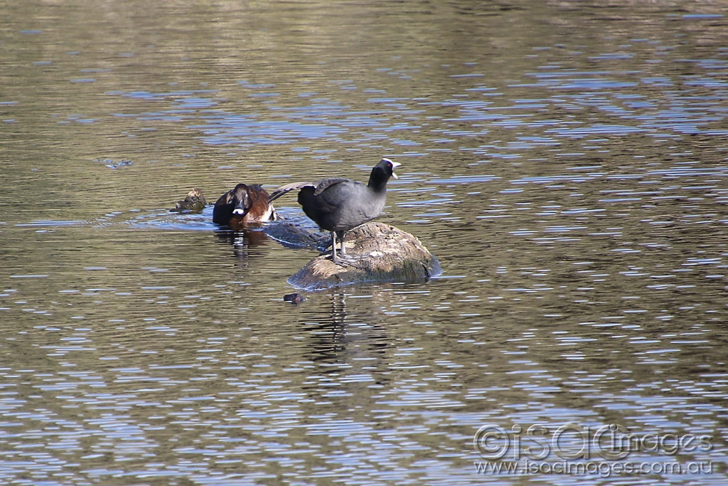 Click image for larger version

Name:	8993-Ducks_on_Log.jpg
Views:	54
Size:	556.3 KB
ID:	476137