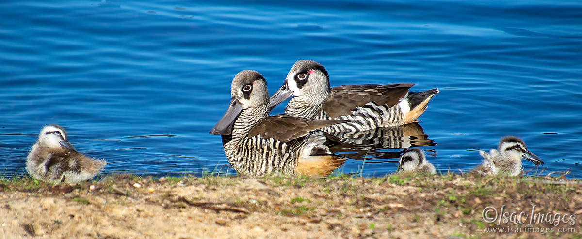 Click image for larger version

Name:	1109-Pink_Eared_Ducks_Family.jpg
Views:	79
Size:	294.0 KB
ID:	502687