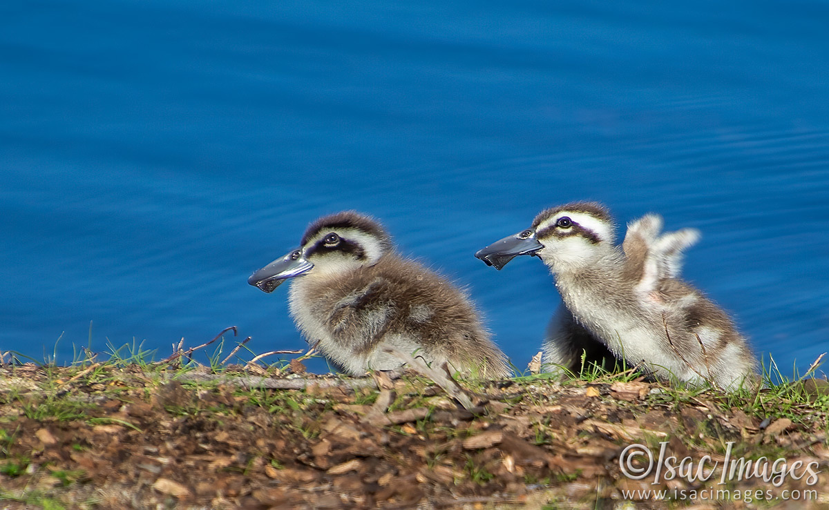 Click image for larger version

Name:	1154-Pink_Eared_Ducks_Family.jpg
Views:	62
Size:	305.7 KB
ID:	502688