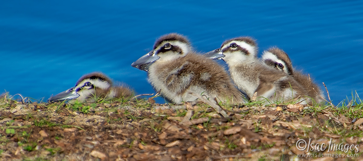 Click image for larger version

Name:	1155-Pink_Eared_Ducks_Family.jpg
Views:	65
Size:	303.0 KB
ID:	502689
