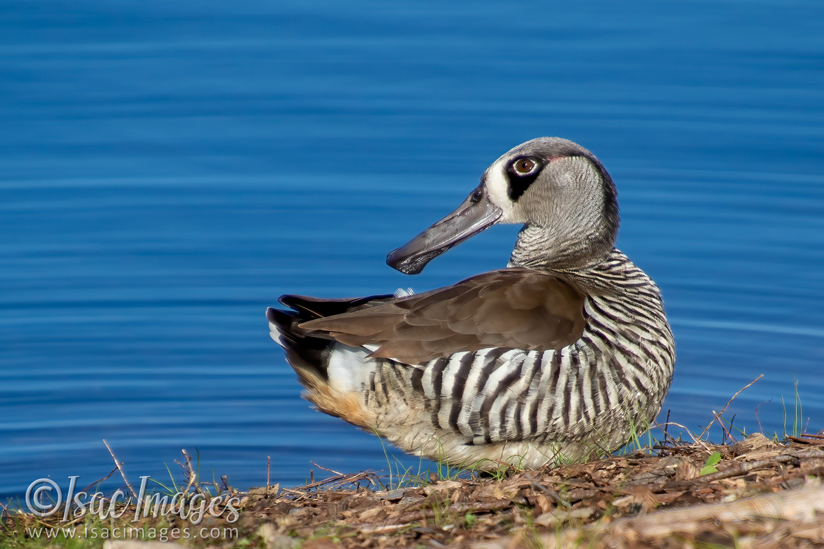 Click image for larger version

Name:	1164-Pink_Eared_Duck.jpg
Views:	74
Size:	303.9 KB
ID:	502690