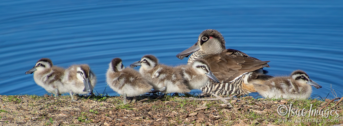 Click image for larger version

Name:	1207-Pink_Eared_Ducks_Family.jpg
Views:	64
Size:	284.7 KB
ID:	502691