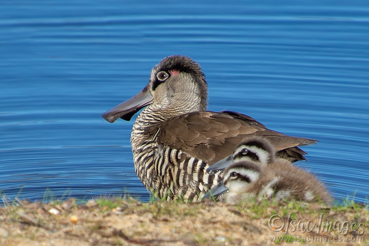 Click image for larger version

Name:	1177-Pink_Eared_Ducks_Family.jpg
Views:	66
Size:	298.3 KB
ID:	502692