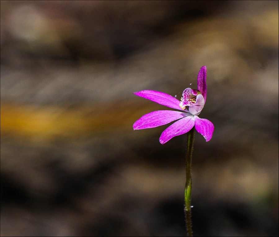 Click image for larger version

Name:	single orchid.jpg
Views:	40
Size:	106.5 KB
ID:	458882