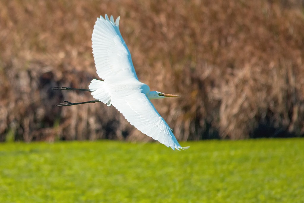 Click image for larger version

Name:	Egret.jpg
Views:	64
Size:	110.2 KB
ID:	465076