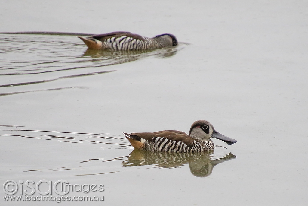 Click image for larger version

Name:	6096-Pink_Eared_Ducks.jpg
Views:	67
Size:	320.6 KB
ID:	476164