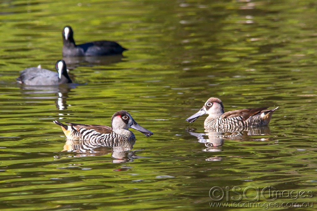 Click image for larger version

Name:	3898-Pink_Eared_Ducks.jpg
Views:	54
Size:	185.3 KB
ID:	468780