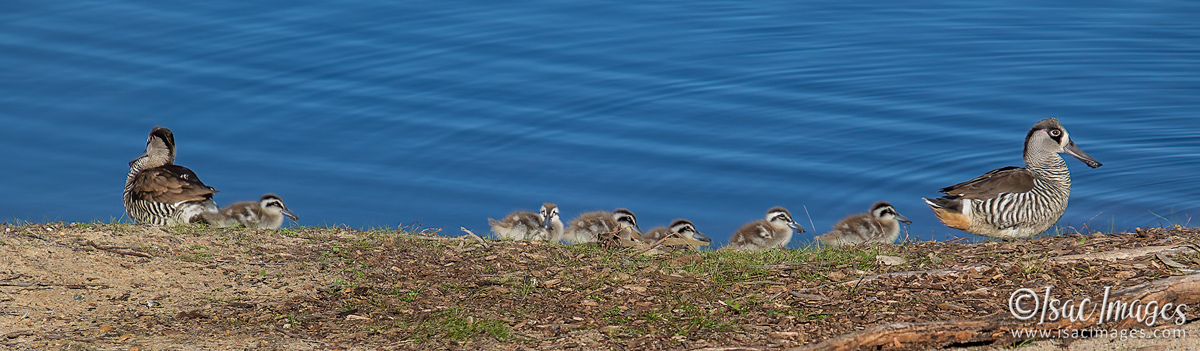 Click image for larger version

Name:	1172-Pink_Eared_Ducks_Family.jpg
Views:	43
Size:	283.8 KB
ID:	503102