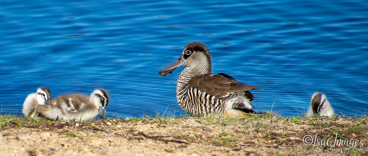 Click image for larger version

Name:	1119-Pink_Eared_Ducks_Family.jpg
Views:	37
Size:	293.8 KB
ID:	503105