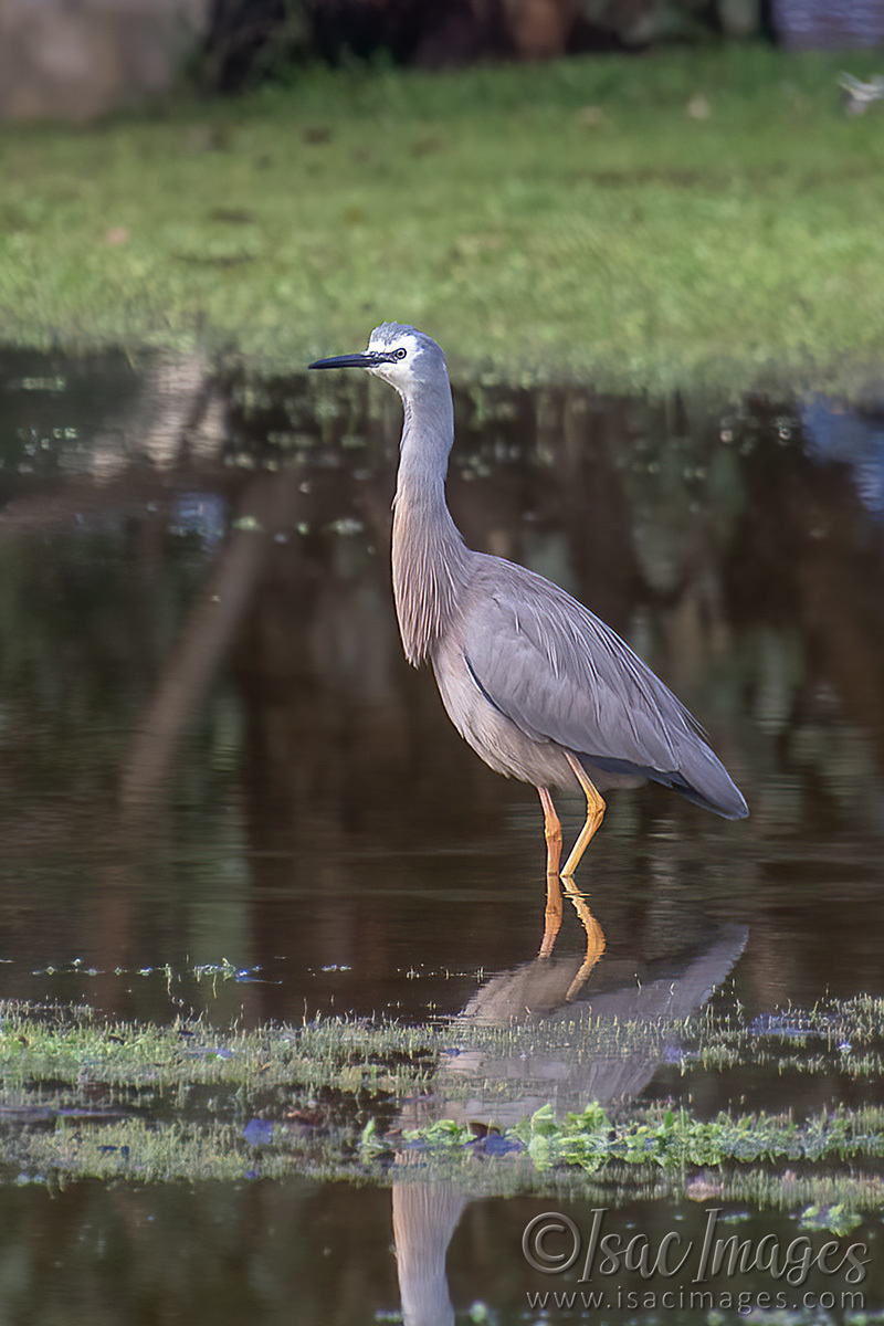 Click image for larger version

Name:	1518-Aldi_Lake_400-mm_CROP.jpg
Views:	51
Size:	291.3 KB
ID:	503117