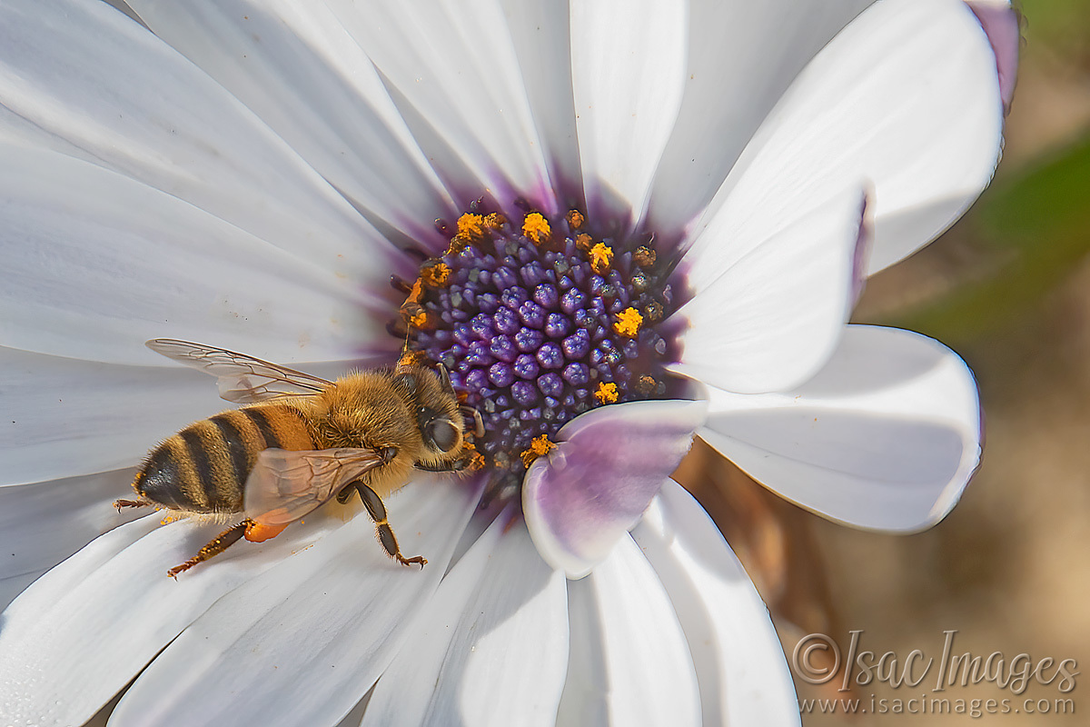 Click image for larger version

Name:	1093-Bee_On_Daisy.jpg
Views:	59
Size:	284.2 KB
ID:	503121