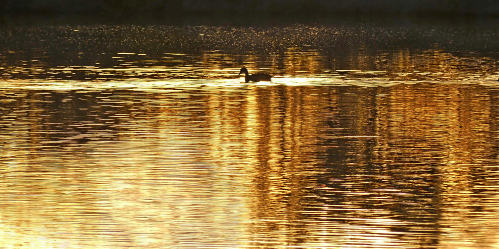 Click image for larger version

Name:	Golden_Pond.jpg
Views:	37
Size:	287.3 KB
ID:	503238