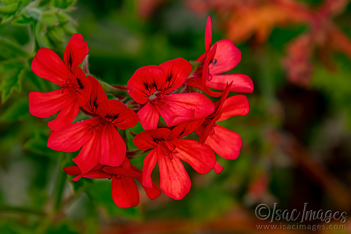Click image for larger version

Name:	1757-Scented Geranium (Pelargonium 'Old Scarlet Unique').jpg
Views:	63
Size:	297.7 KB
ID:	503399