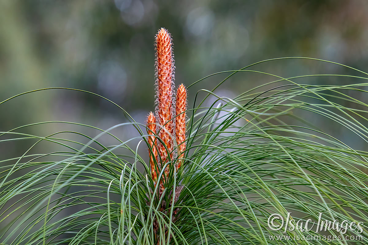 Click image for larger version

Name:	1752-Pine.jpg
Views:	77
Size:	284.8 KB
ID:	503400