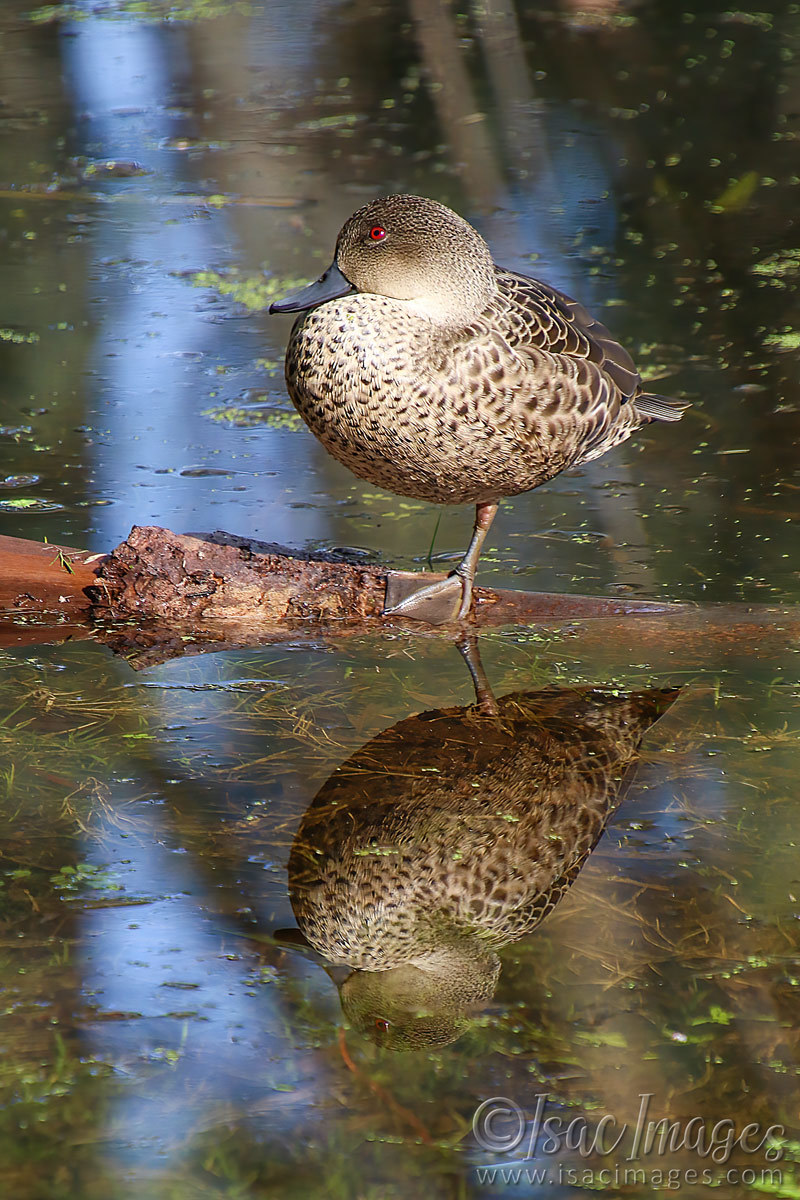 Click image for larger version

Name:	1630-Grey_Teal_Juvenile.jpg
Views:	42
Size:	304.0 KB
ID:	503404