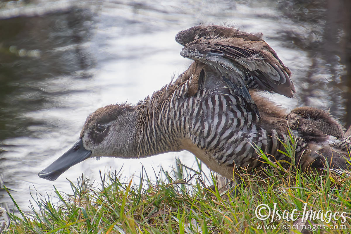 Click image for larger version

Name:	1907-Pink_Eared_Duck.jpg
Views:	46
Size:	295.9 KB
ID:	503557