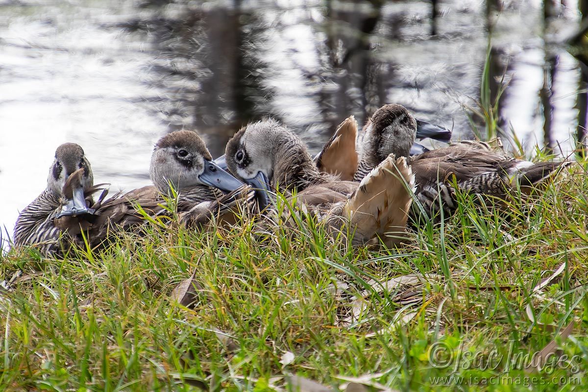 Click image for larger version

Name:	1896-Pink_Eared_Ducks_Family.jpg
Views:	46
Size:	277.8 KB
ID:	503558