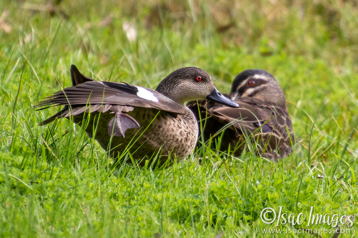 Click image for larger version

Name:	1930-Ducks.jpg
Views:	51
Size:	293.1 KB
ID:	503559