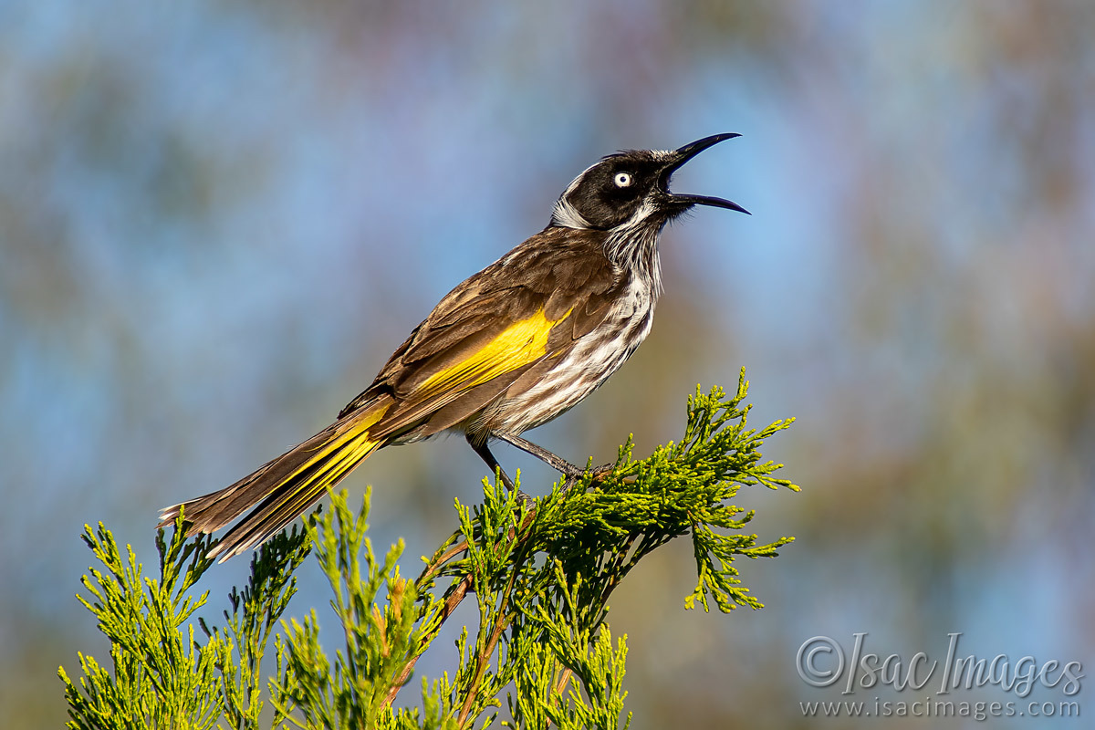 Click image for larger version

Name:	1959-New_Holland_Honeyeater.jpg
Views:	58
Size:	299.2 KB
ID:	503565