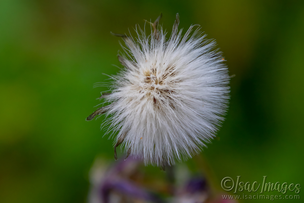 Click image for larger version

Name:	2050-Sow_Thistle.jpg
Views:	48
Size:	301.8 KB
ID:	503631