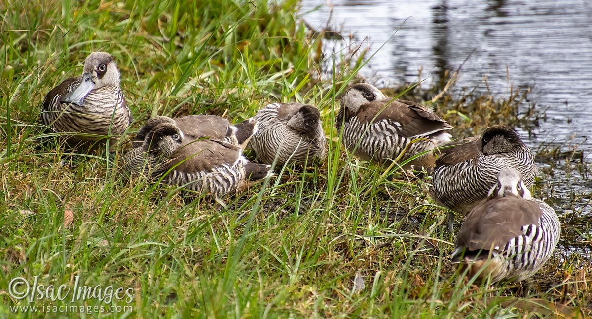 Click image for larger version

Name:	2109-Pink_Eared_Ducks.jpg
Views:	52
Size:	267.2 KB
ID:	503802