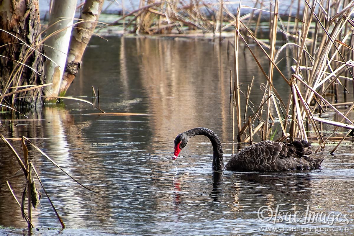 Click image for larger version

Name:	2085-Swan.jpg
Views:	54
Size:	280.8 KB
ID:	503803