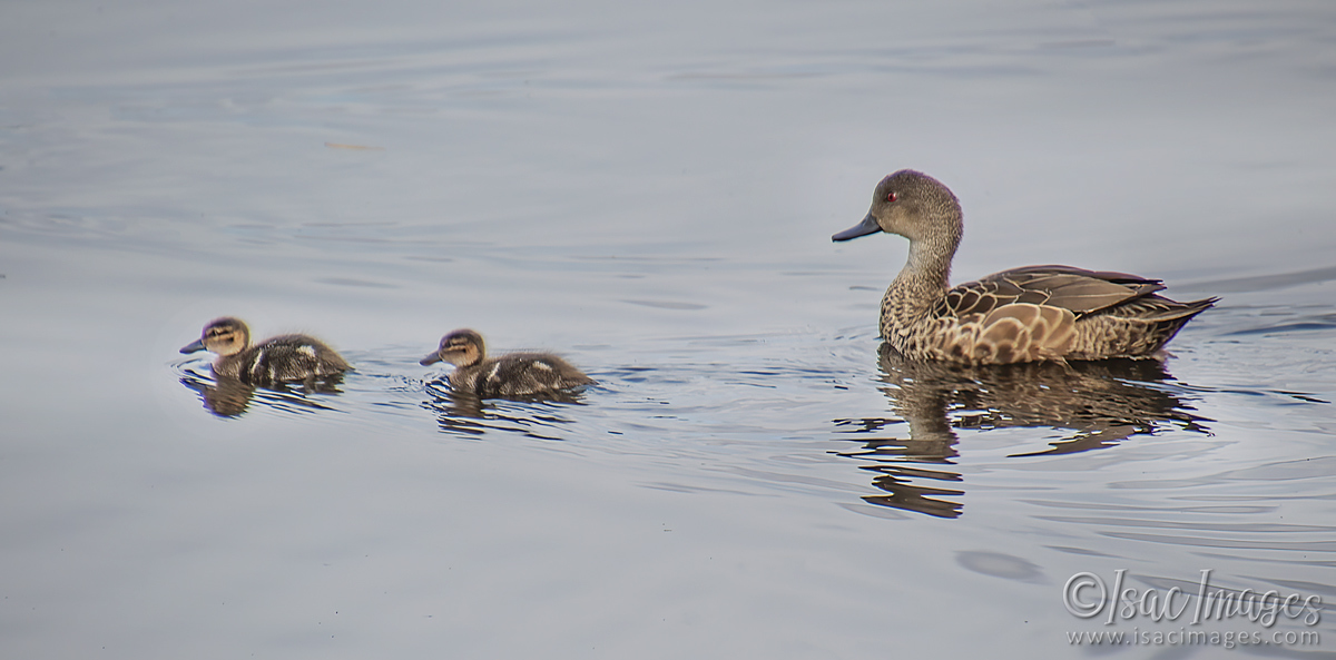 Click image for larger version

Name:	2126-Grey_Teal_Family.jpg
Views:	42
Size:	273.1 KB
ID:	503838