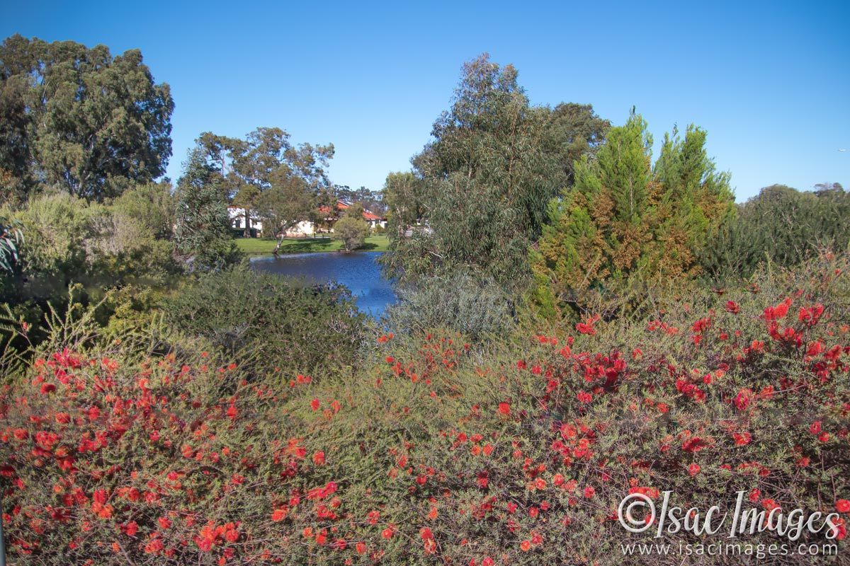 Click image for larger version

Name:	2200-Callistemons.jpg
Views:	65
Size:	283.9 KB
ID:	503892