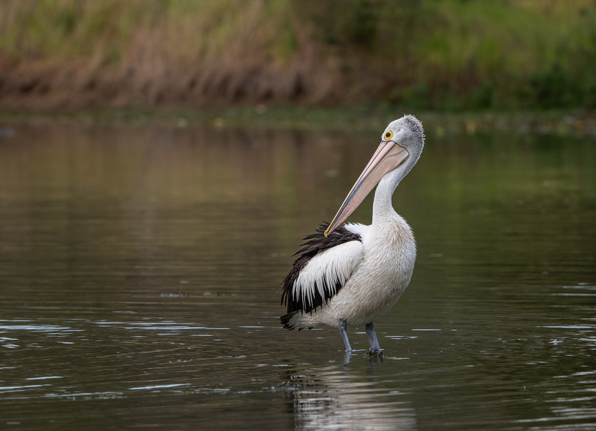 Click image for larger version

Name:	20230906_Tygum_Park_0013.jpg
Views:	63
Size:	222.5 KB
ID:	503901