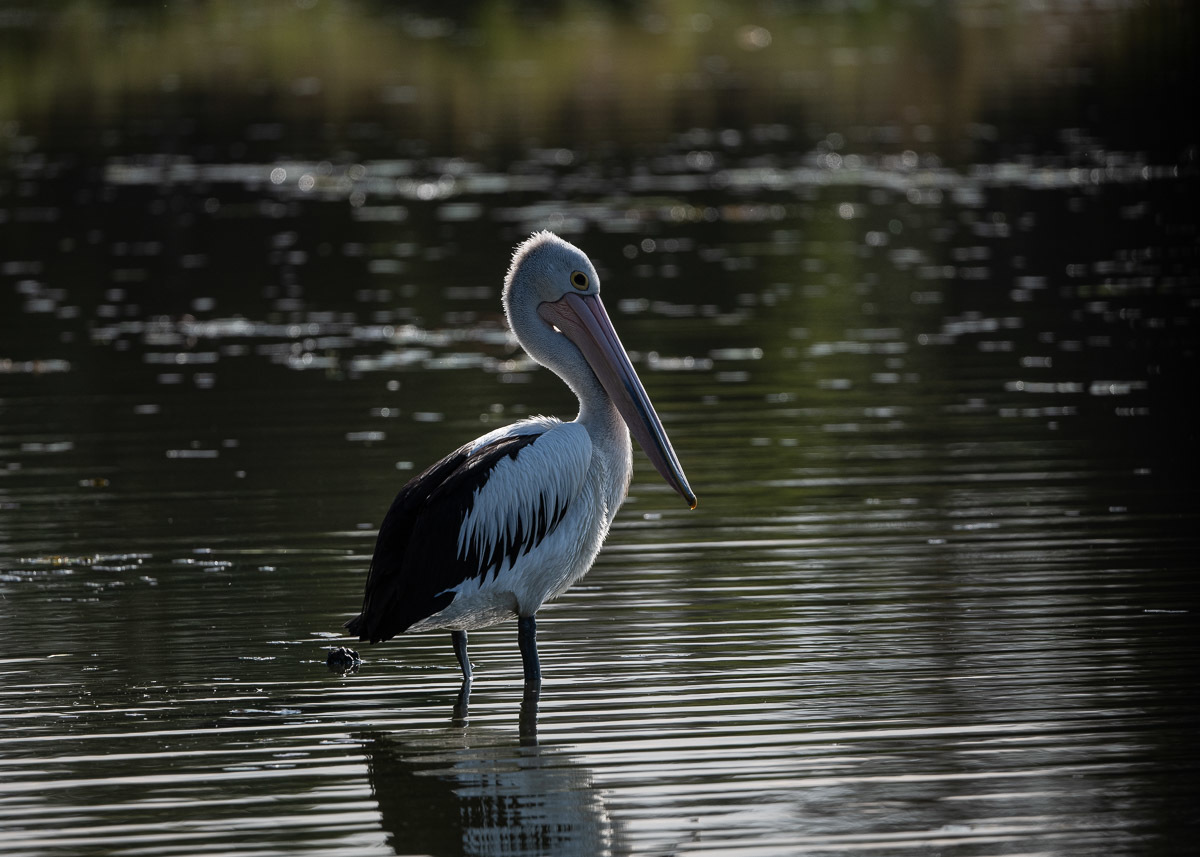 Click image for larger version

Name:	20230906_Tygum_Park_0115.jpg
Views:	61
Size:	260.5 KB
ID:	503903