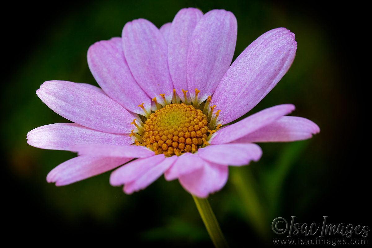 Click image for larger version  Name:	2280-Pink_Daisy.jpg Views:	12 Size:	295.3 KB ID:	503956