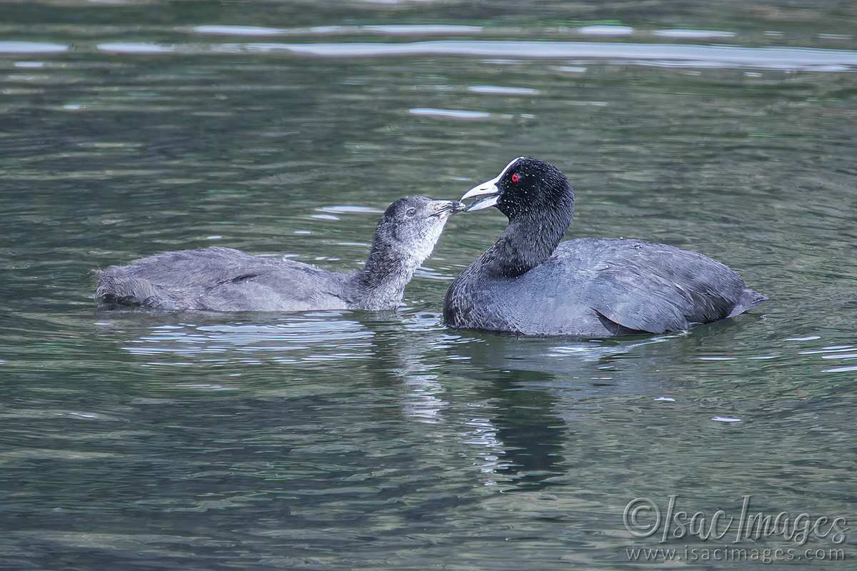 Click image for larger version

Name:	2322-Coots_Feeding.jpg
Views:	68
Size:	291.7 KB
ID:	504012