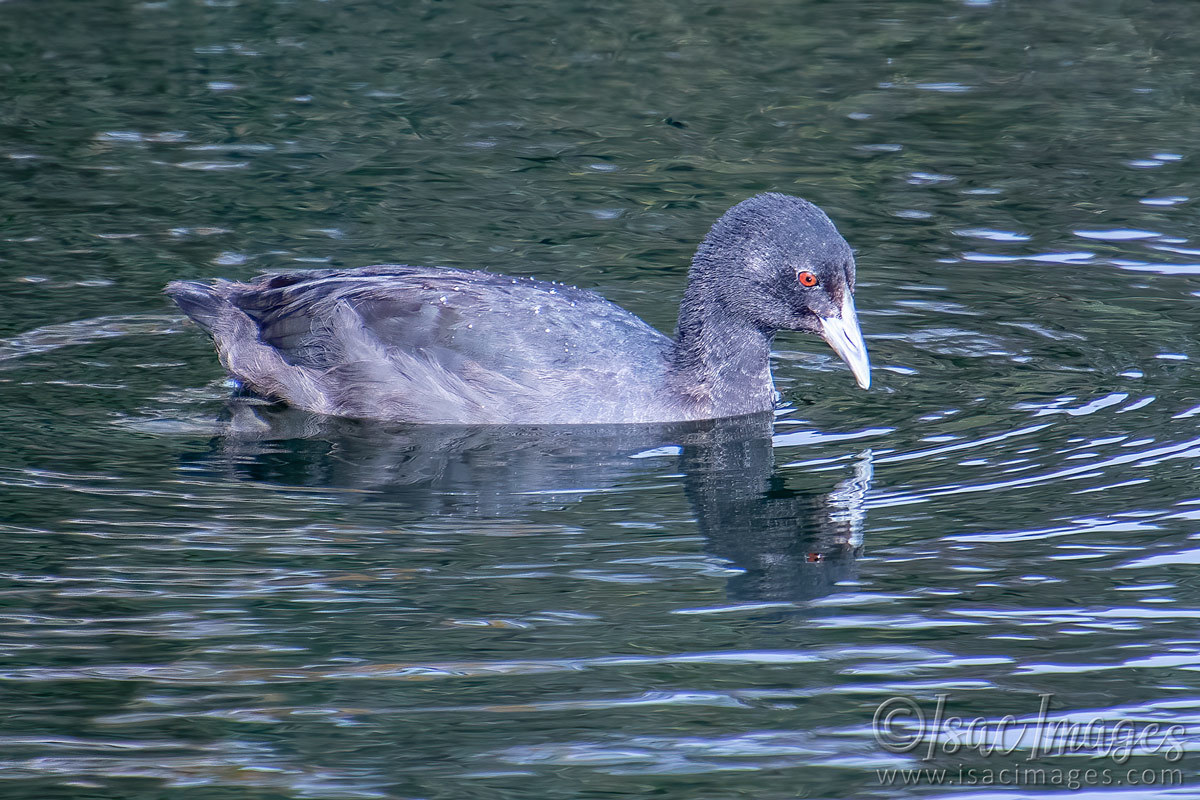 Click image for larger version

Name:	2324-Coot.jpg
Views:	62
Size:	298.0 KB
ID:	504013