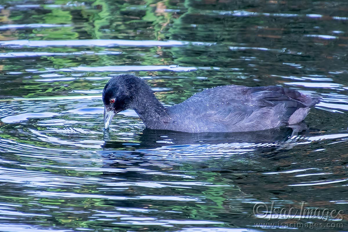 Click image for larger version

Name:	2331-Coot.jpg
Views:	62
Size:	255.1 KB
ID:	504014