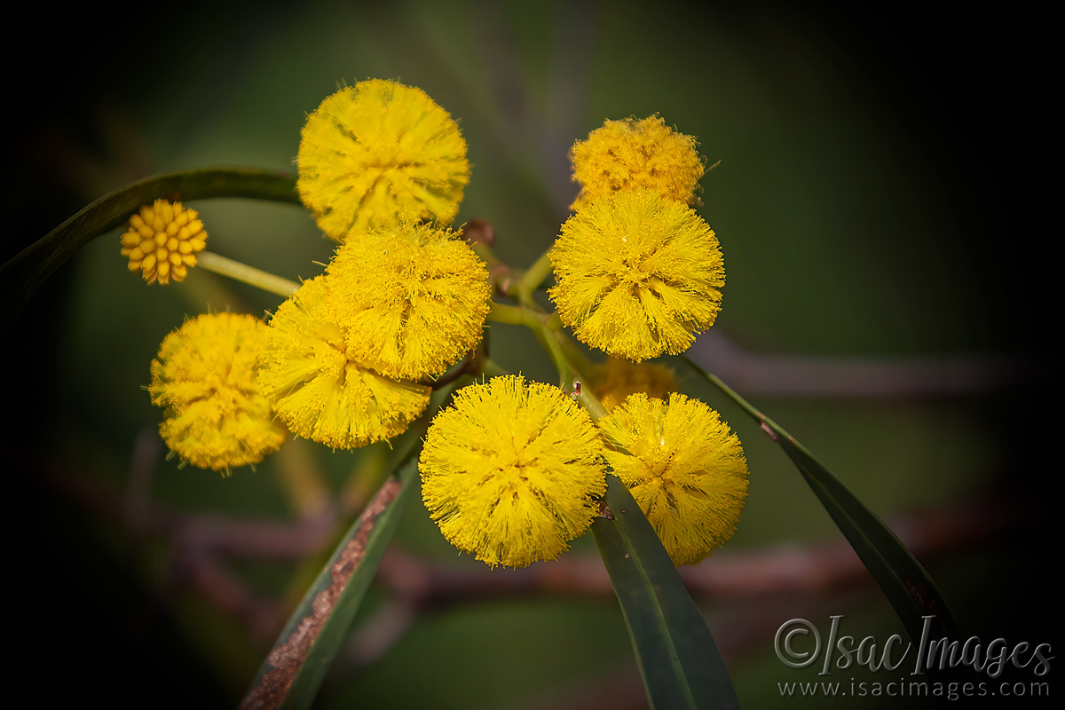 Click image for larger version  Name:	2358-Swamp_Wattle.jpg Views:	7 Size:	272.9 KB ID:	504069