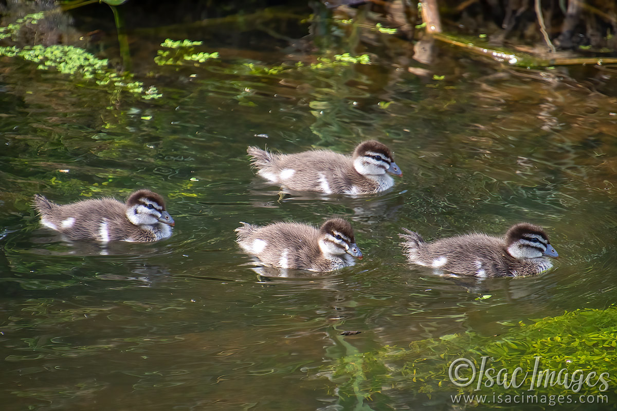 Click image for larger version

Name:	2416-Woodduck_4xBabies.jpg
Views:	43
Size:	299.7 KB
ID:	504159