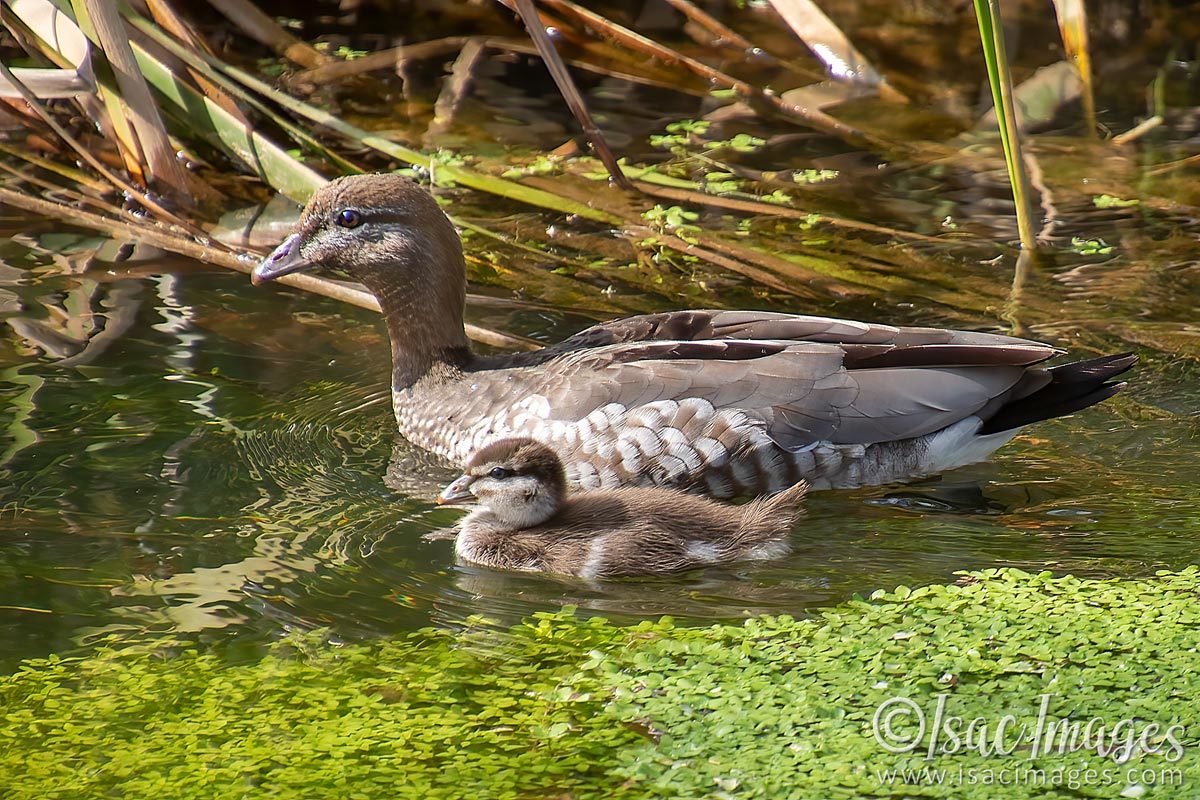 Click image for larger version

Name:	2402-Wooduck_and_Baby.jpg
Views:	41
Size:	264.6 KB
ID:	504160