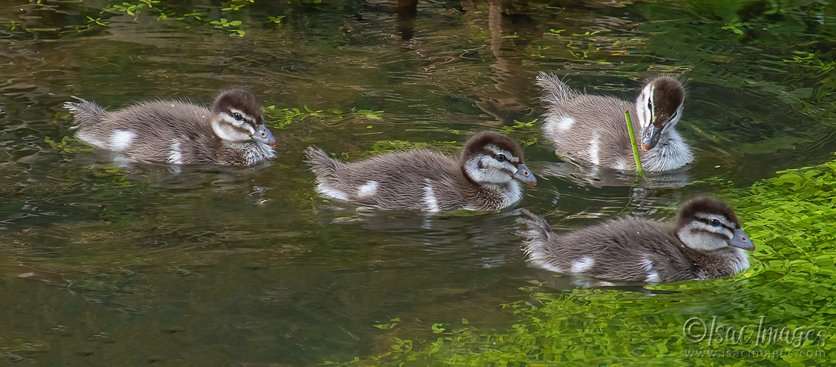Click image for larger version

Name:	2413-Australian_Wood_Ducks_Babies.jpg
Views:	34
Size:	290.4 KB
ID:	504161