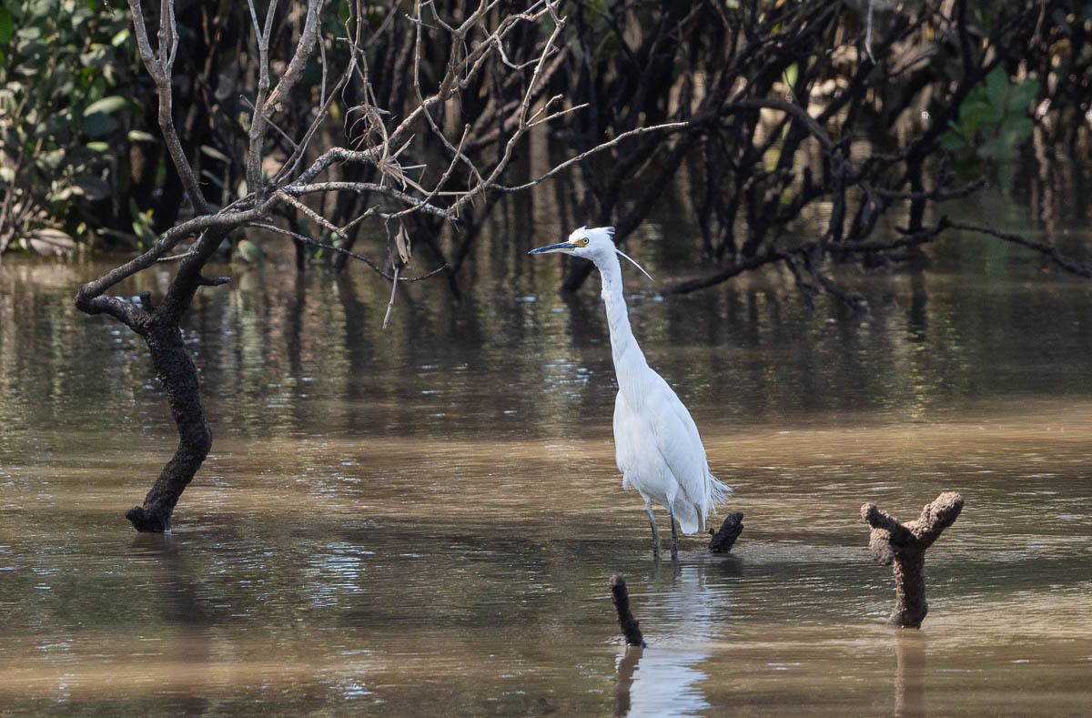 Click image for larger version

Name:	20230915_Eagleby_Wetlands_0039.jpg
Views:	57
Size:	266.6 KB
ID:	504230