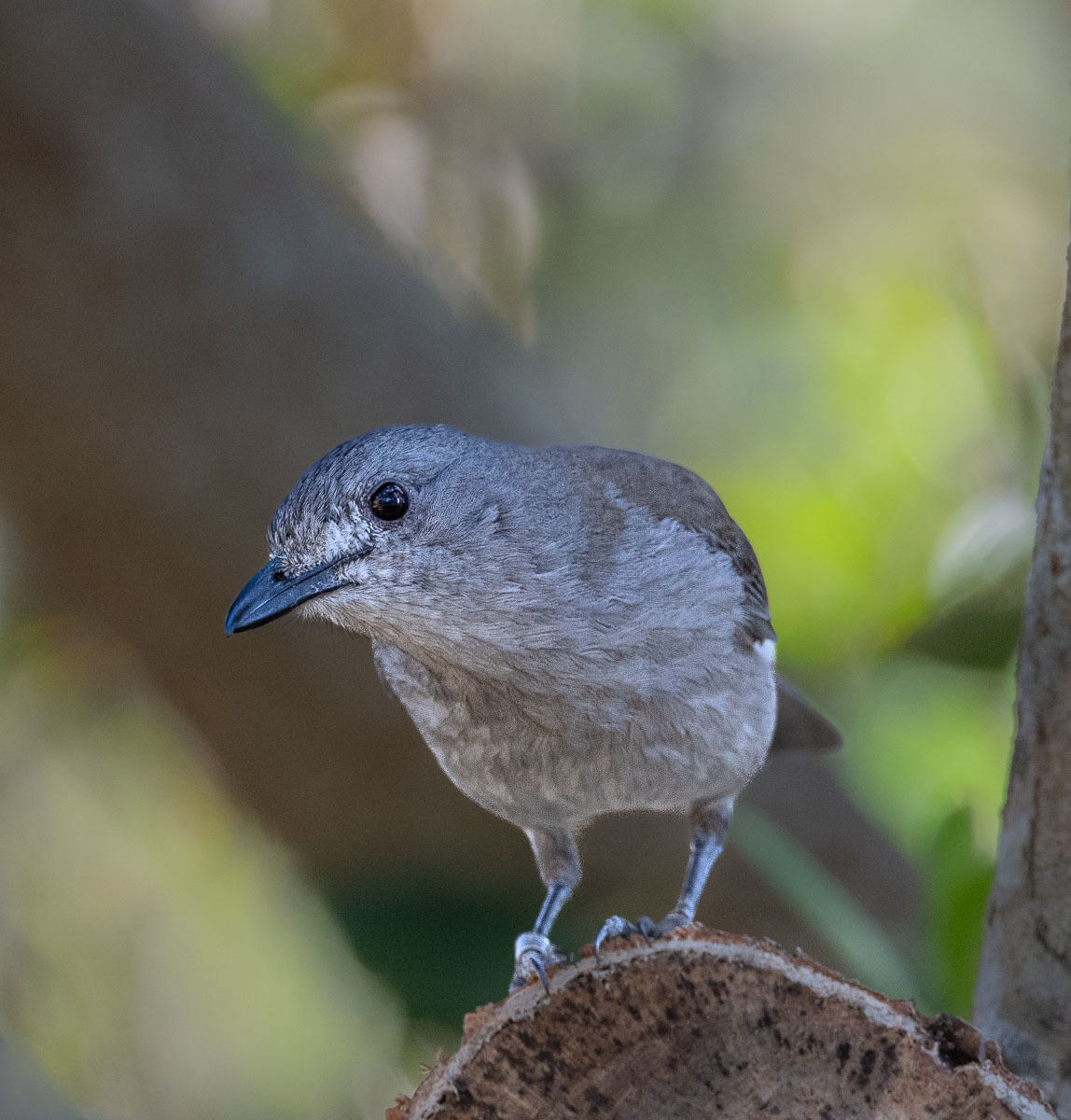 Click image for larger version

Name:	20230915_Eagleby_Wetlands_0011.jpg
Views:	59
Size:	252.2 KB
ID:	504231