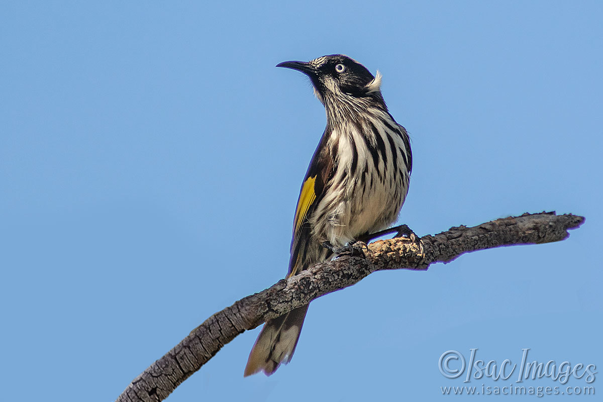 Click image for larger version

Name:	2561-New_Holland_Honeyeater.jpg
Views:	62
Size:	110.3 KB
ID:	504290